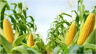 De ce se scumpesc alimentele la raft, deși producția de porumb a României este în creștere