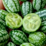 Noua legumă vedetă aclimatizată la Buzău. Arată ca un pepene verde în miniatură