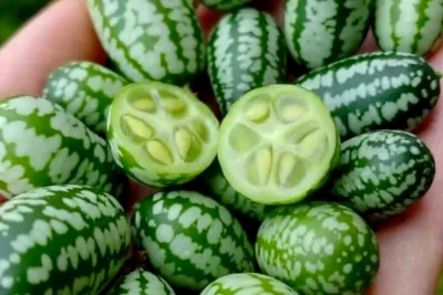 Noua legumă vedetă aclimatizată la Buzău. Arată ca un pepene verde în miniatură